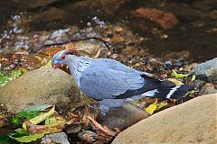 Topknot Pigeon